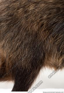 fur raccoon 0002